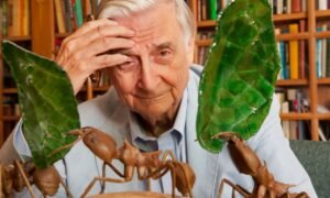 EO Wilson in his office at Harvard University in Cambridge, Massachusetts