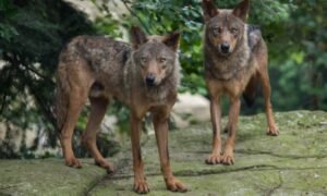 The wolves escaped after destroying security installations but never left the zoo
