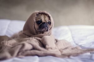 The Ultimate Guide to the Best Pet Insurance for 2022