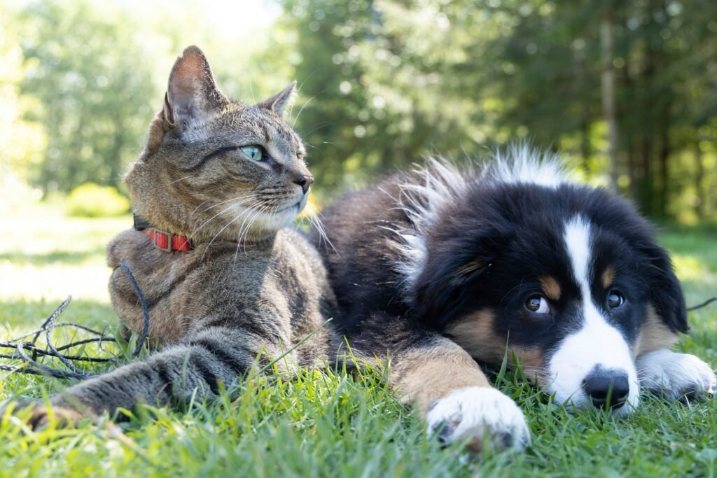 best pets