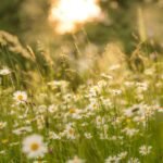 daisy flowers