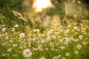 Best Flowers for Mother’s Day