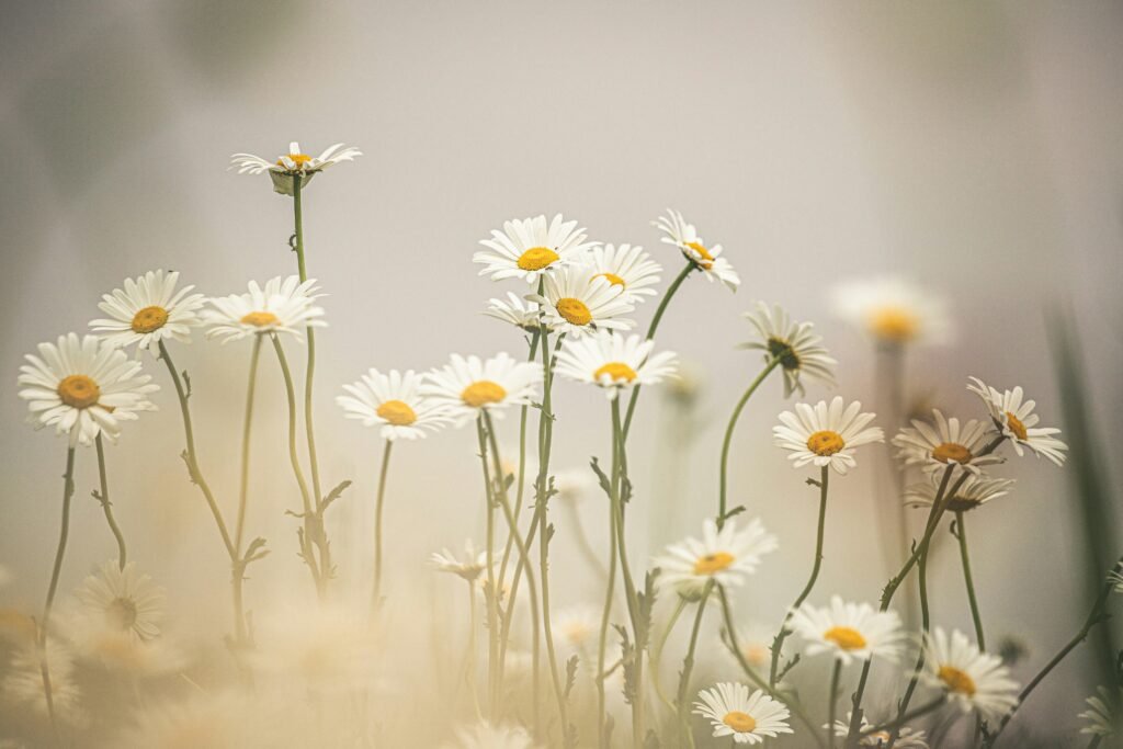 many daisy flowers
