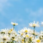 many Daisy flowers