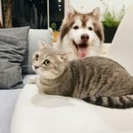 cat and dog sitting on a sofa