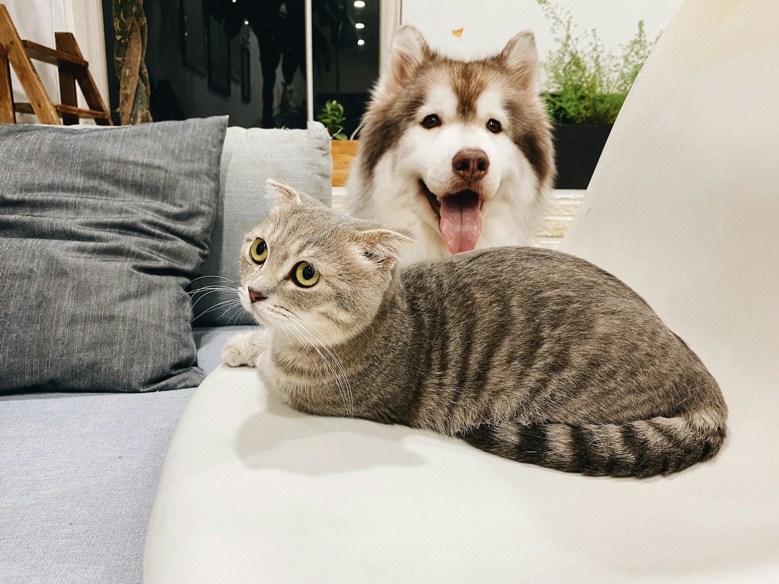 cat and dog sitting on a sofa
