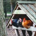 Chicken Coop