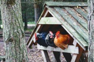 Build Your DIY Chicken Coop: Urban Farming Guide