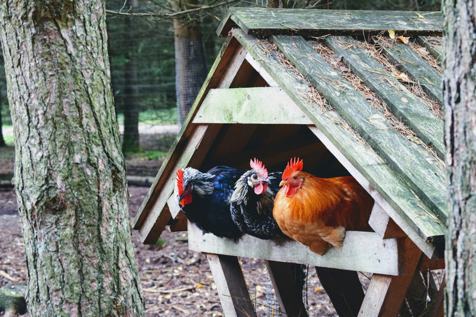 Chicken Coop