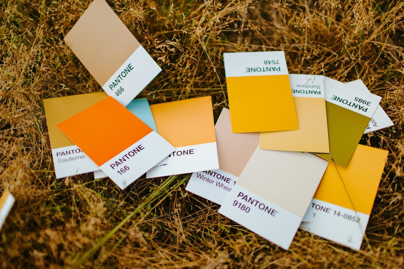 Color Palette